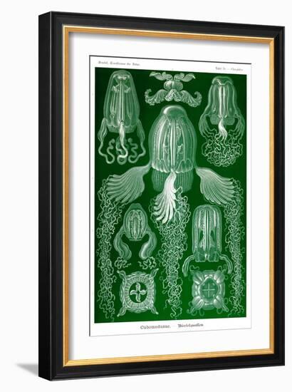 Box Jelly Fish-Ernst Haeckel-Framed Art Print