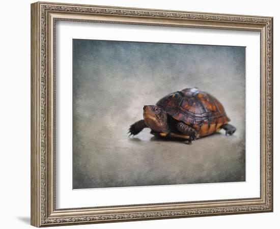 Box Turtle Portrait-Jai Johnson-Framed Giclee Print