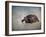 Box Turtle Portrait-Jai Johnson-Framed Giclee Print