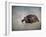 Box Turtle Portrait-Jai Johnson-Framed Giclee Print