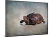 Box Turtle Portrait-Jai Johnson-Mounted Giclee Print
