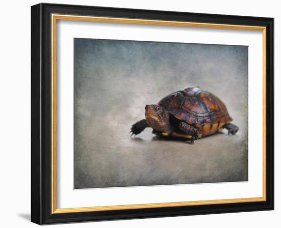 Box Turtle Portrait-Jai Johnson-Framed Giclee Print