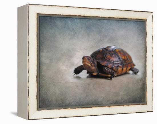 Box Turtle Portrait-Jai Johnson-Framed Premier Image Canvas