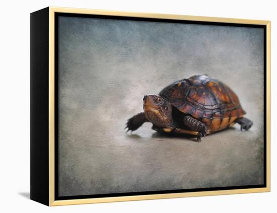 Box Turtle Portrait-Jai Johnson-Framed Premier Image Canvas