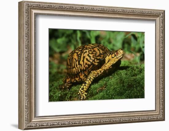 Box Turtle-null-Framed Photographic Print