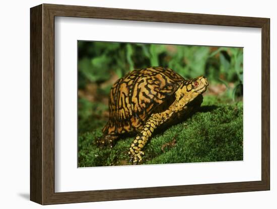 Box Turtle-null-Framed Photographic Print