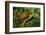 Box Turtle-null-Framed Photographic Print