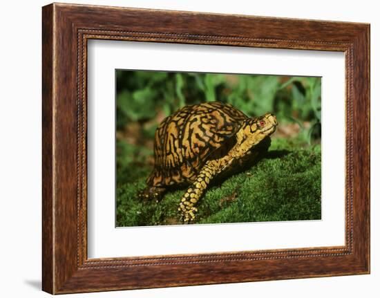 Box Turtle-null-Framed Photographic Print