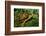 Box Turtle-null-Framed Photographic Print