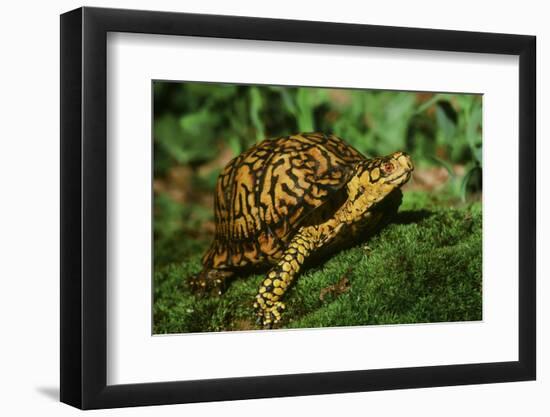 Box Turtle-null-Framed Photographic Print