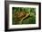 Box Turtle-null-Framed Photographic Print