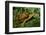 Box Turtle-null-Framed Photographic Print