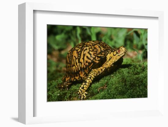 Box Turtle-null-Framed Photographic Print