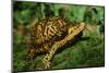 Box Turtle-null-Mounted Photographic Print