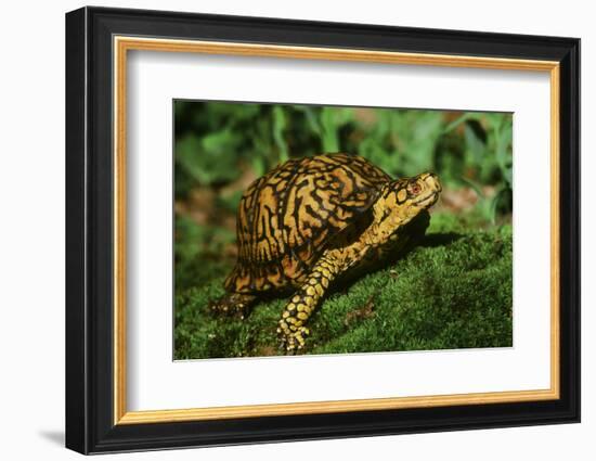 Box Turtle-null-Framed Photographic Print