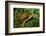 Box Turtle-null-Framed Photographic Print