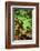 Box Turtle-null-Framed Photographic Print