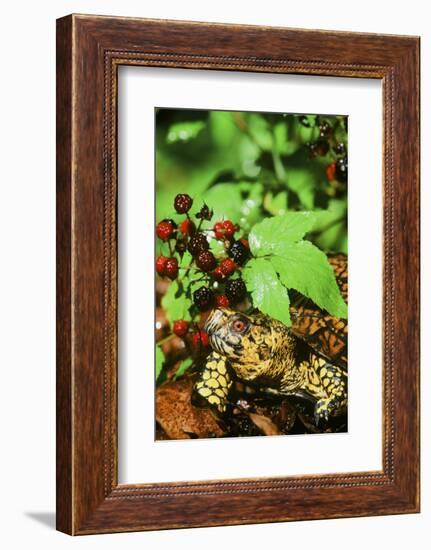 Box Turtle-null-Framed Photographic Print