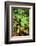 Box Turtle-null-Framed Photographic Print