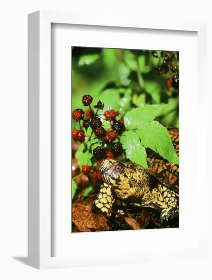 Box Turtle-null-Framed Photographic Print