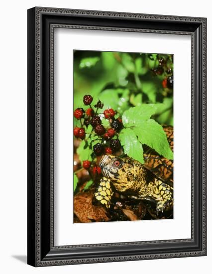 Box Turtle-null-Framed Photographic Print