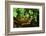 Box Turtle-null-Framed Photographic Print