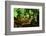 Box Turtle-null-Framed Photographic Print