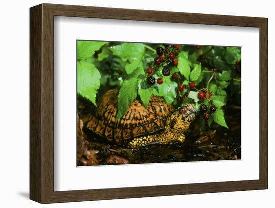 Box Turtle-null-Framed Photographic Print