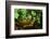 Box Turtle-null-Framed Photographic Print