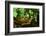 Box Turtle-null-Framed Photographic Print