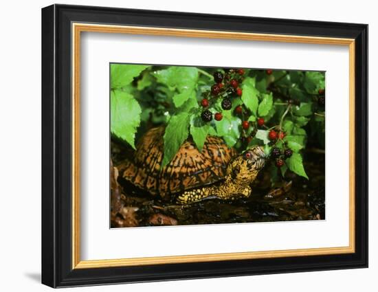 Box Turtle-null-Framed Photographic Print