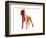 Boxer 2-NaxArt-Framed Art Print