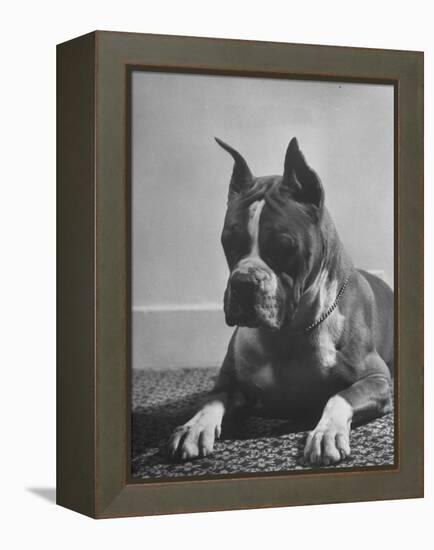 Boxer Bang Away, of Sirrah Crest, Posing for Photograph-null-Framed Premier Image Canvas