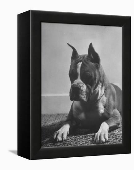 Boxer Bang Away, of Sirrah Crest, Posing for Photograph-null-Framed Premier Image Canvas