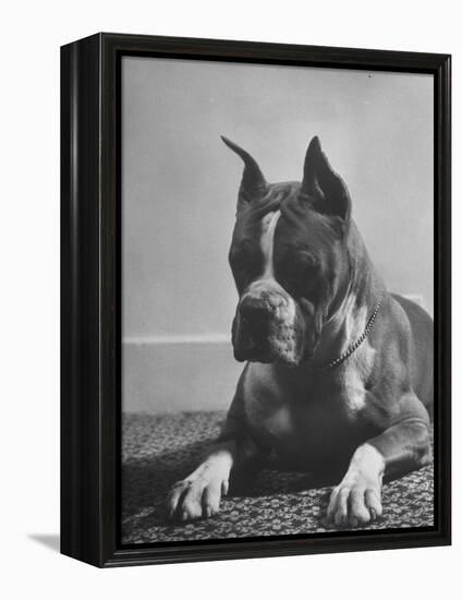 Boxer Bang Away, of Sirrah Crest, Posing for Photograph-null-Framed Premier Image Canvas