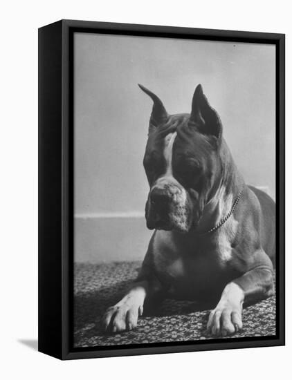 Boxer Bang Away, of Sirrah Crest, Posing for Photograph-null-Framed Premier Image Canvas