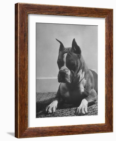 Boxer Bang Away, of Sirrah Crest, Posing for Photograph-null-Framed Photographic Print