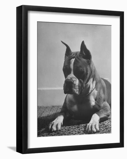 Boxer Bang Away, of Sirrah Crest, Posing for Photograph-null-Framed Photographic Print