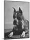 Photographic Print