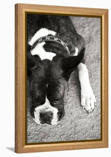 Boxer Black and White-Karyn Millet-Framed Premier Image Canvas