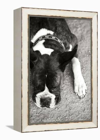 Boxer Black and White-Karyn Millet-Framed Premier Image Canvas