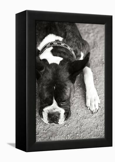 Boxer Black and White-Karyn Millet-Framed Premier Image Canvas