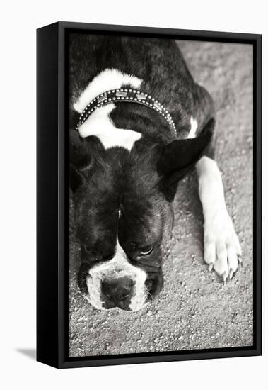 Boxer Black and White-Karyn Millet-Framed Premier Image Canvas