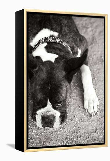Boxer Black and White-Karyn Millet-Framed Premier Image Canvas