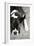 Boxer Black and White-Karyn Millet-Framed Photographic Print