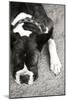 Boxer Black and White-Karyn Millet-Mounted Photographic Print