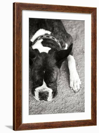 Boxer Black and White-Karyn Millet-Framed Photographic Print