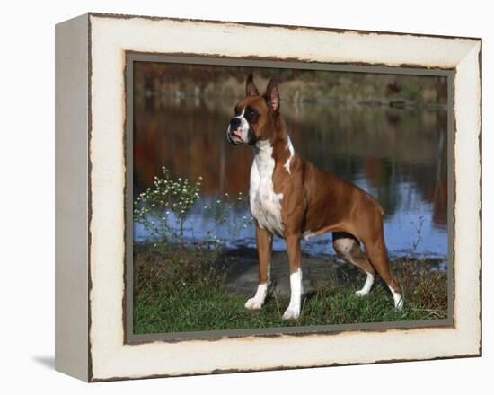 Boxer Dog, Illinois, USA-Lynn M^ Stone-Framed Premier Image Canvas