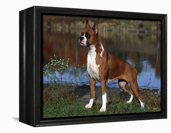 Boxer Dog, Illinois, USA-Lynn M^ Stone-Framed Premier Image Canvas