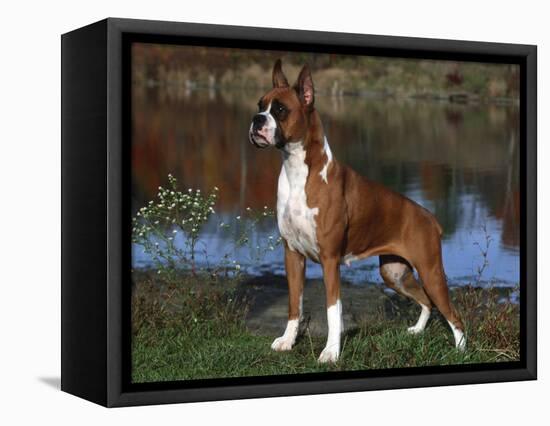 Boxer Dog, Illinois, USA-Lynn M^ Stone-Framed Premier Image Canvas